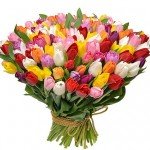 101 colorful tulips! - image-1